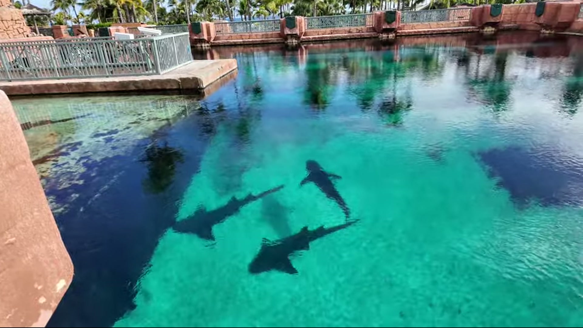 Sharks swimming in a clear turquoise lagoon at Atlantis