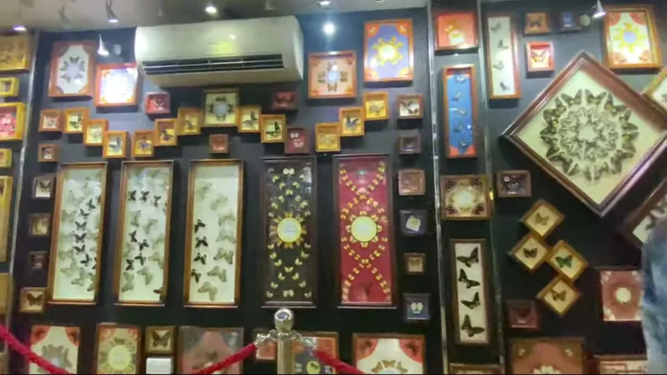 Butterfly-wing portrait art beside decorative framed displays at Dubai Butterfly Garden